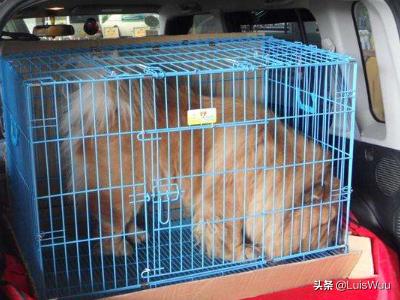 宠物货运图片德邦物流能托运宠物吗？