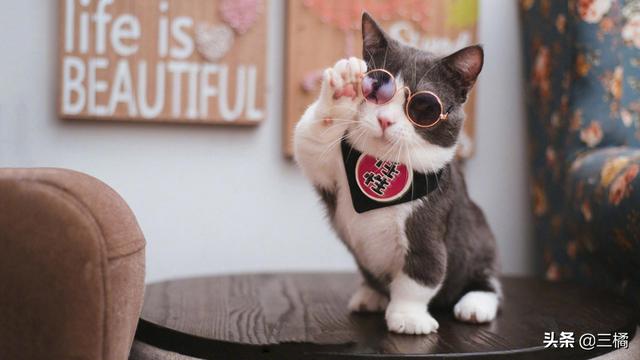 货运猫狗国内飞机能托运活物吗？