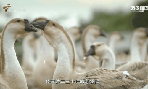 澄海同城货运哪些企业认可BEC？