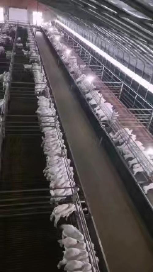 河北羊货运山羊活的能邮吗？