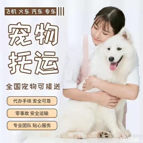 狗国际货运国际货运是什么意思？