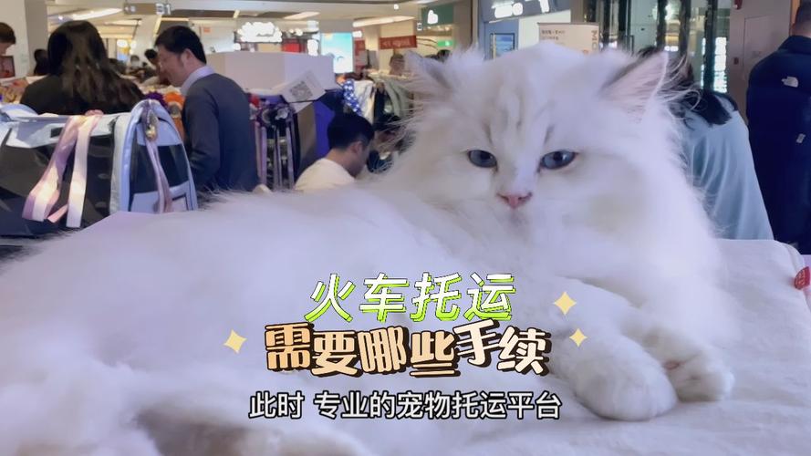 铁路货运宠物2023火车可以带小型宠物吗？